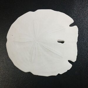 Large And Flat White Sand Dollar - Great For Classroom Hone Decor- Educational